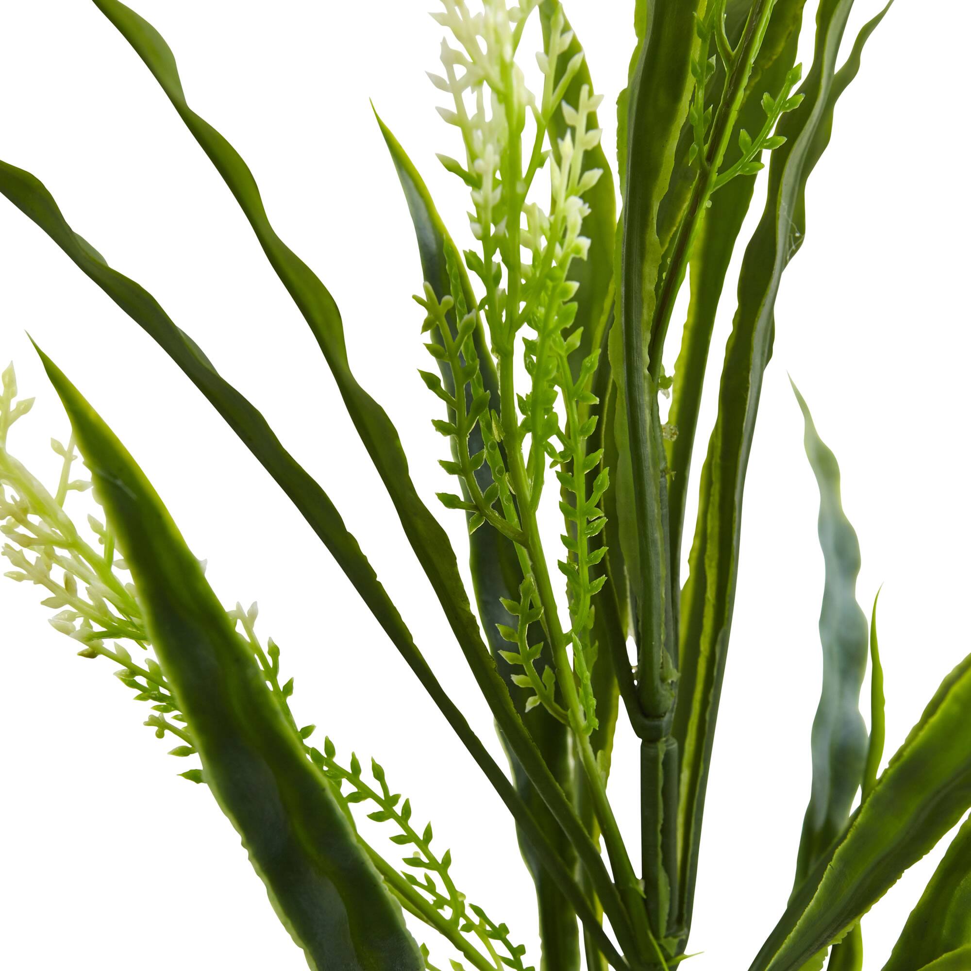 2.25ft. Vanilla Grass Plant, 24ct.